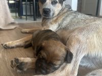 Zwei zuckersüße Hündinnen (Australian Cattle Dog-Mix) suchen ein liebevolles Zuhause!