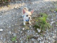 Wunderschöne Chihuahua Welpen KH