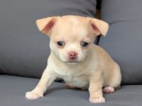 Wunderschöne Chihuahua Welpen KH und LH
