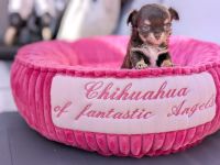 Wunderschöne Chihuahua Welpen in KH und LH