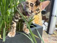 Bengal Kitten