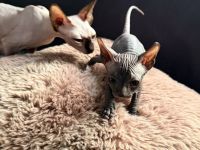 Unsere super hübschen Mai Sphynx suchen ihr neues zu Hause