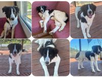 Lucy – die kleine Dame, die einfach vor der Tür stand