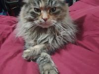Reinrassige Maine Coon Babys