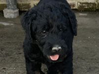 Labradoodle Welpen