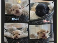 Chihuahua welpen