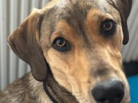 Marco, 04/25 - aktiver Junghund sucht Zuhause