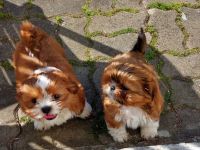 Verkaufe süsse reinrassige Shihtzu Welpen, wenn der Urlaub ansteht können die Welpen gerne noch bei