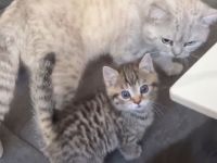 BKH Kitten Abzugeben