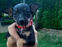 Welpen Mischlinge Prager Rattler/Rehpinscher