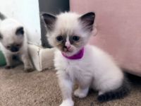 Wunderschöne Ragdoll-Kätzchen