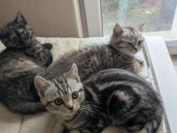 Reinrassige BKH Kitten junge / Mädchen