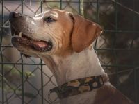 Pinto