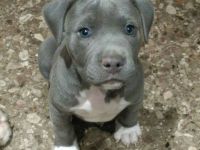 4 American Pitbull Terrier Welpen