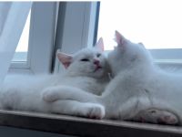 Mario und Lucy suchen ein liebevolles Zuhause.