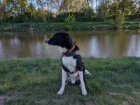 Australian Sheperd/Labrador Rüde Louie sucht ein zu Hause