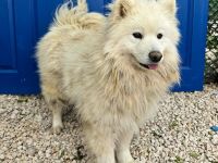 Samojedenhündin Asena