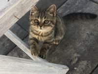 BKH / Sibirische Waldkatze Mix Kitten