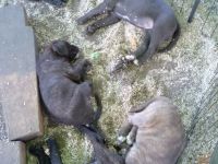 American Stafford-Boxer-Mix/Labrador Mischlinge