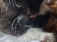 Kitten Babys