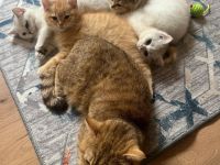 Reinrassige BKH Kitten