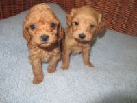 Maltipoo  Welpen