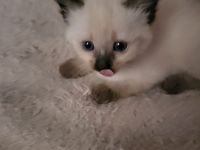 Siamkatze Kitten
