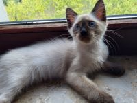 Siamkatze Kitten reinrassig