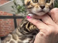 Bengal Kitten