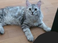 Sibirische Katze waldkatze