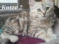 Sibirische Katze waldkatze