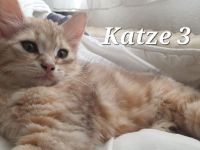 Sibirische Katze waldkatze