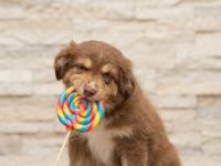 Mini Australian Shepherd Welpen