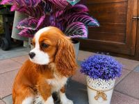 Cavalier King Charls Spaniel Hündin