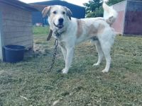 Pacco sucht ein liebevolles Zuhause