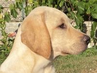 wunderbare kerngesunde Magyar Vizsla Mix Welpen - perfekte Familienhunde