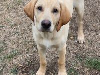 wunderbare kerngesunde Magyar Vizsla Mix Welpen - perfekte Familienhunde