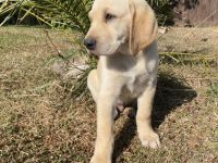 wunderbare kerngesunde Magyar Vizsla Mix Welpen - perfekte Familienhunde