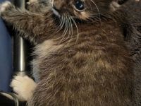 Kleine kitten suchen zuhause