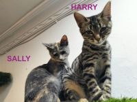 Harry und Sally suchen gemeinsam ein neues Zuhause (als Wohnungskatzen)