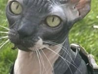 Wunderschöne Sphynx Kater