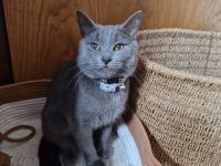 Russisch Blau BKH Mix in grau-blau Wunderschöne junge Katze zu vermitteln