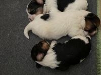Biewer Yorkshire Terrier Welpen