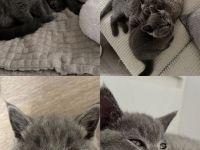 Katzenbabys zu verkaufen 🐱