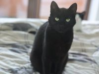 Sanfte und menschenbezogene Herda sucht ein Zuhause