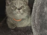 BKH Britisch Kurzhaar British Shorthair Kitten Blue Weibchen/Mädchen