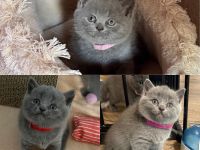 BKH Britisch Kurzhaar Kitten Blue Weiblich/Mädchen 3 Stück