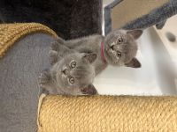 2 BKH Britisch Kurzhaar British Shorthair Kitten Blue Weibchen/Mädchen