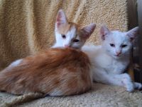 🐾 2 süße Katzenkinder suchen ihr Traumzuhause – 13 Wochen alt, stubenrein & bereit zum Kuscheln! ❤️