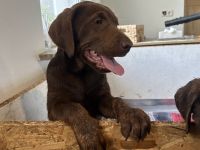 Labrador Hündin (Welpe) in schokobraun